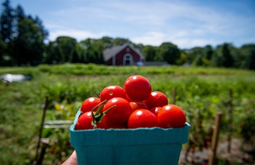frd-ne-tomatoes-2x-2x